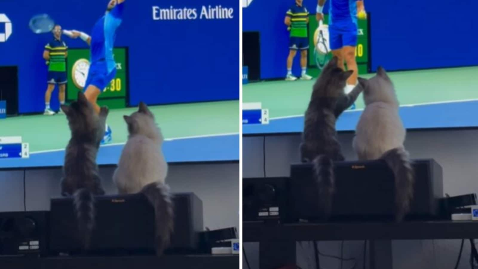 Adorable cats try to catch a ball from the TV screen. Watch