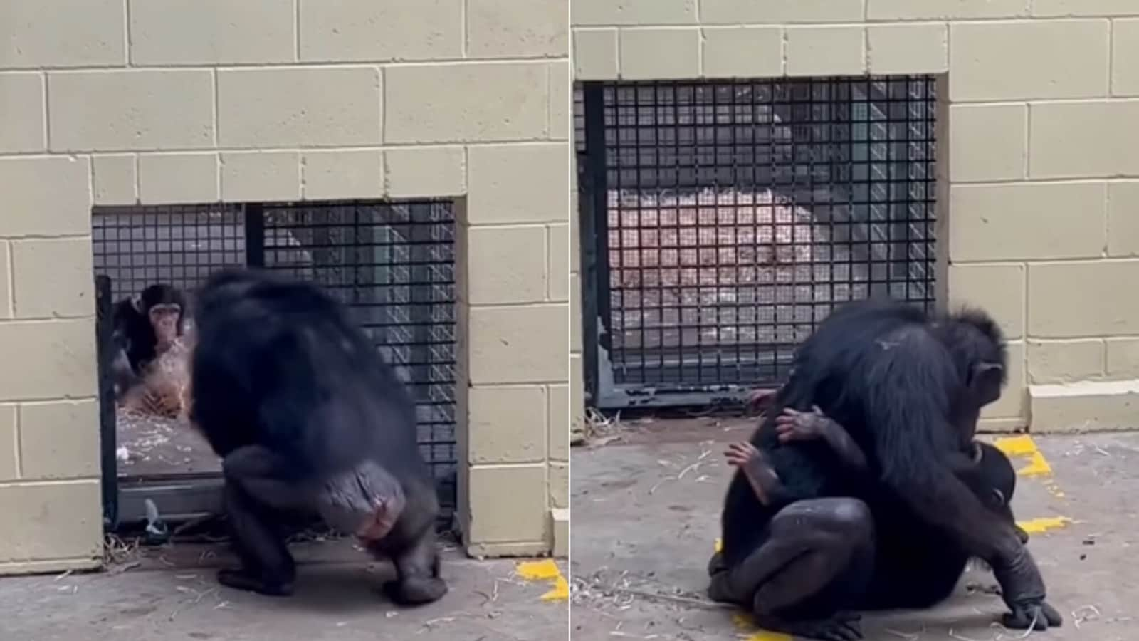 Baby chimpanzee rushes to hug surrogate mom after spending a day apart