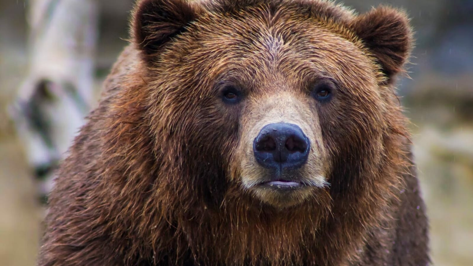 Bear breaks into Florida home, drinks beer, hogs on snacks