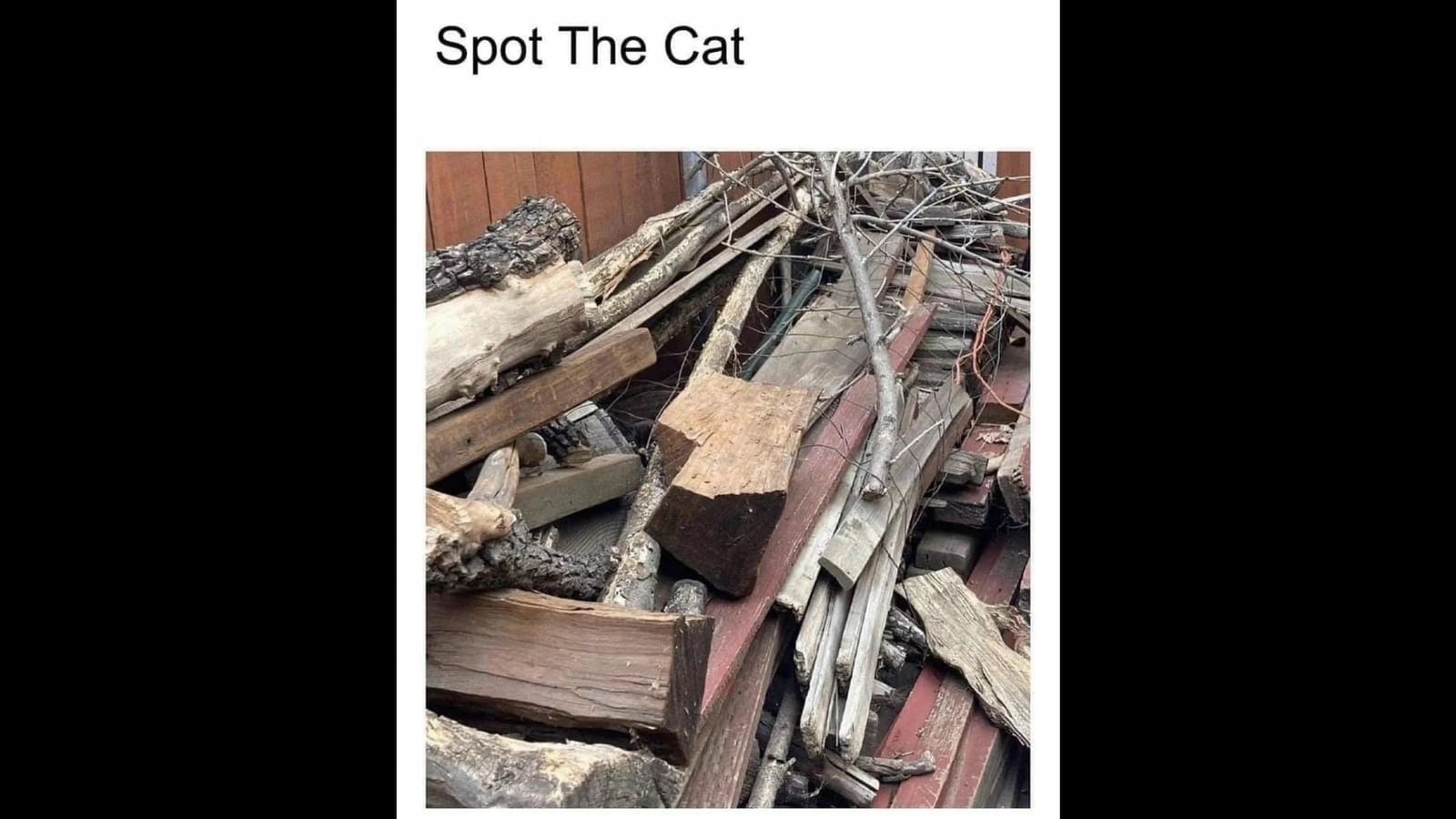 Calling all cat lovers to spot a kitty in this optical illusion