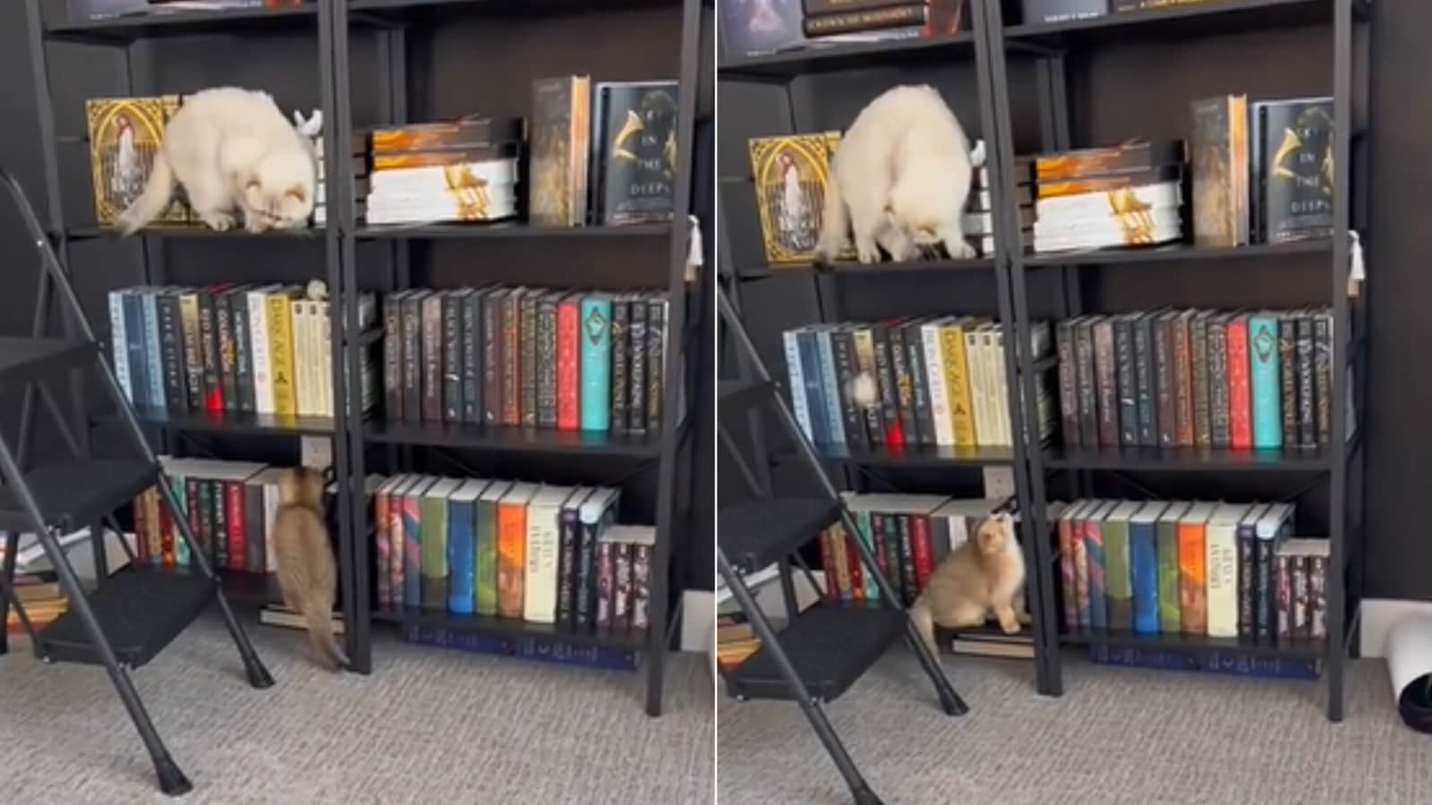 Cat climbs onto bookshelf to get toy for new pet kitten. Watch