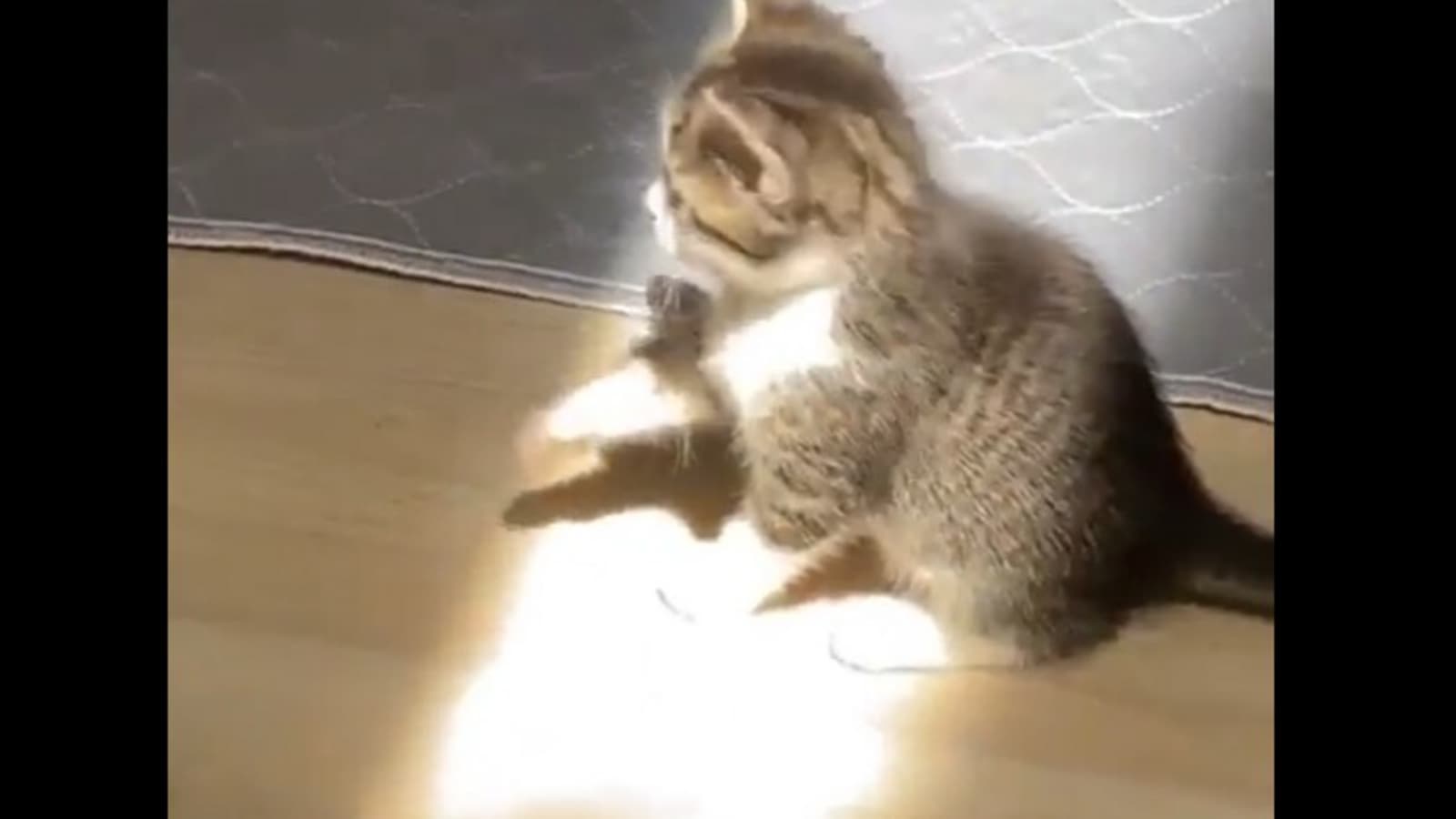 Cat discovers sunlight, tries to touch it. Watch adorable video