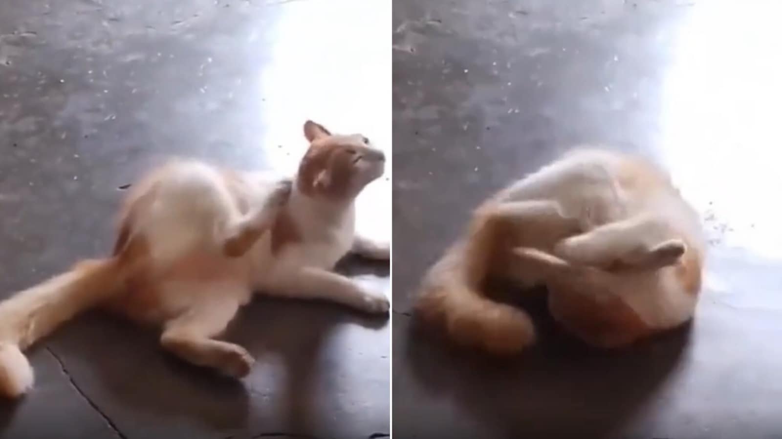 Cat engages in a fierce fight with its leg. Watch