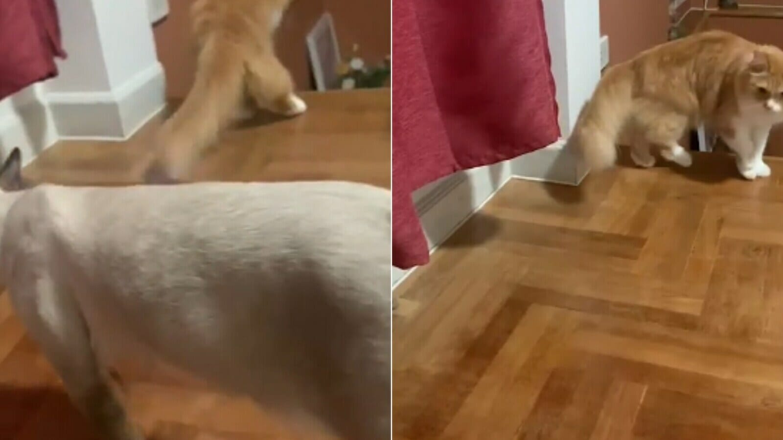 Cat hides behind curtain to scare another kitty, then this happens