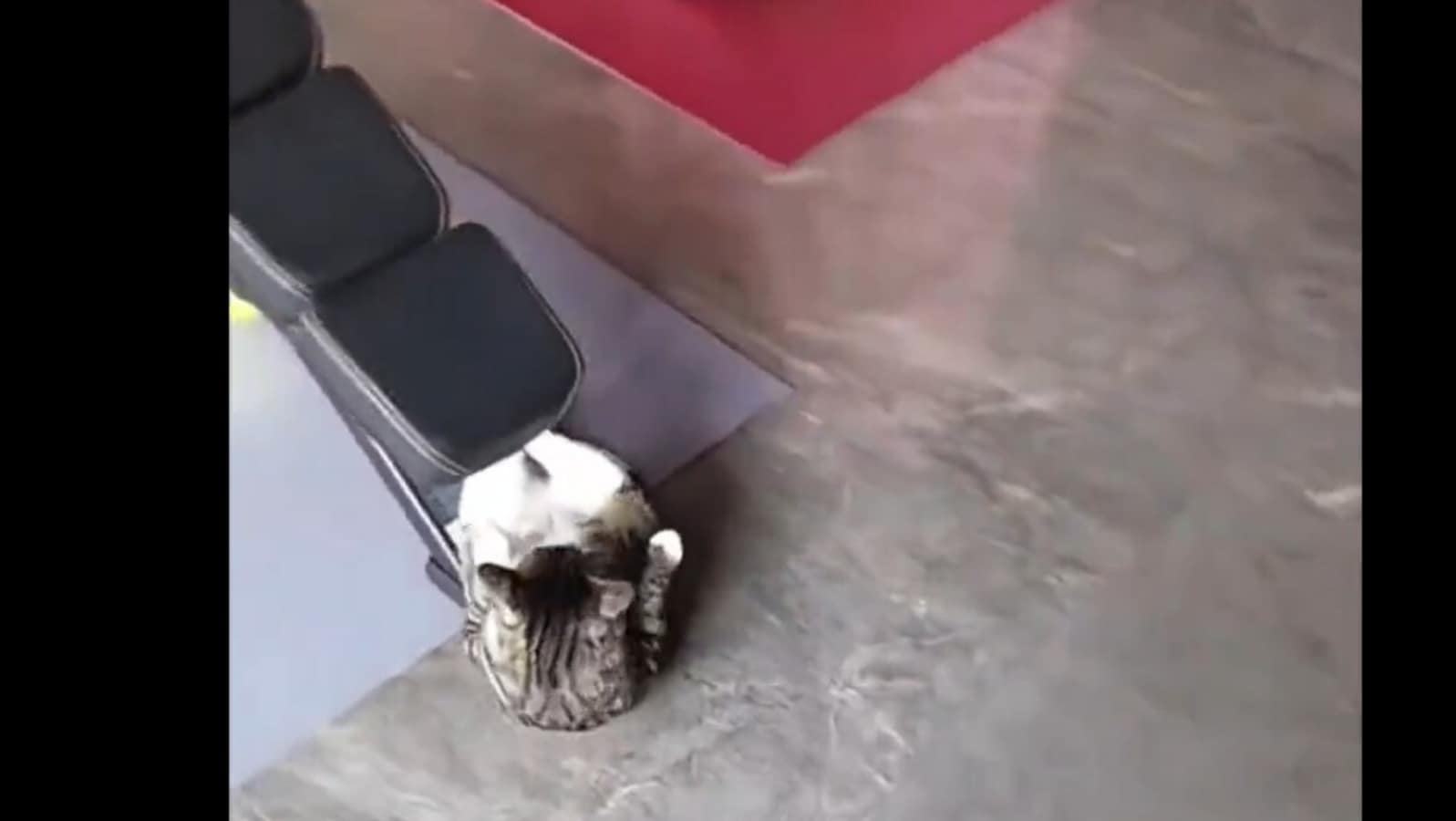 Cat hits the gym, does crunches like a pro. Watch