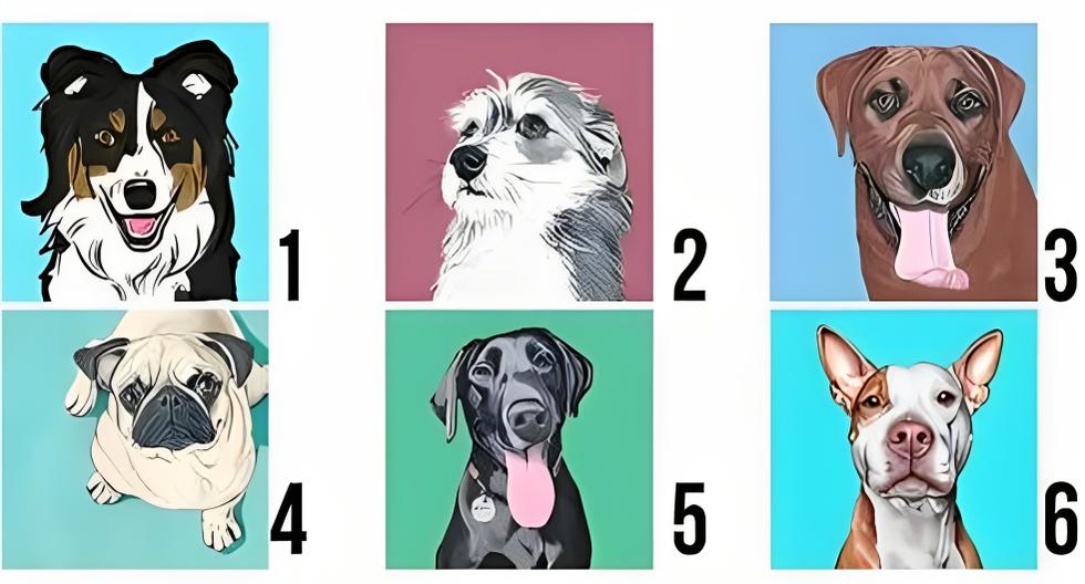 Choose a dog and find out how people see you with this personality test