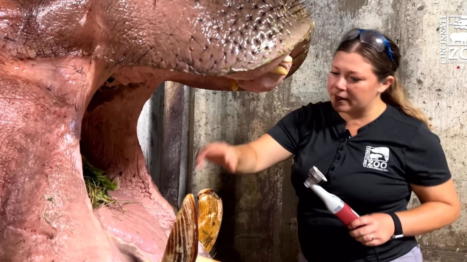 Hippo calmly keeps his mouth open as keeper fixes his tooth