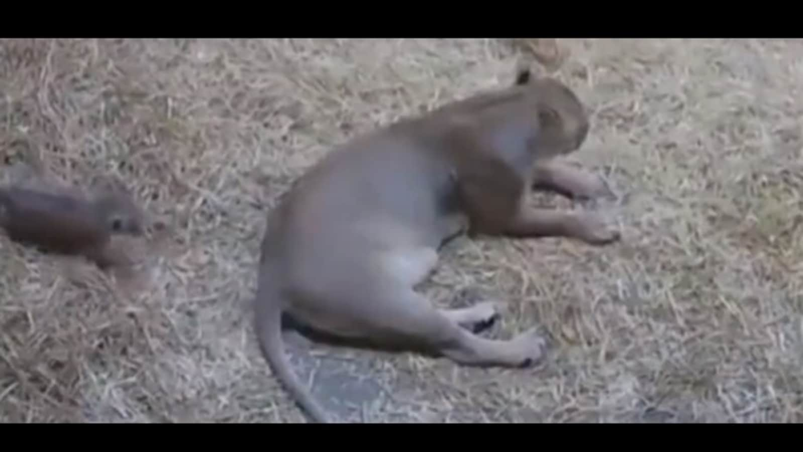 Lion cub sneaks up on its mama. Watch her reaction