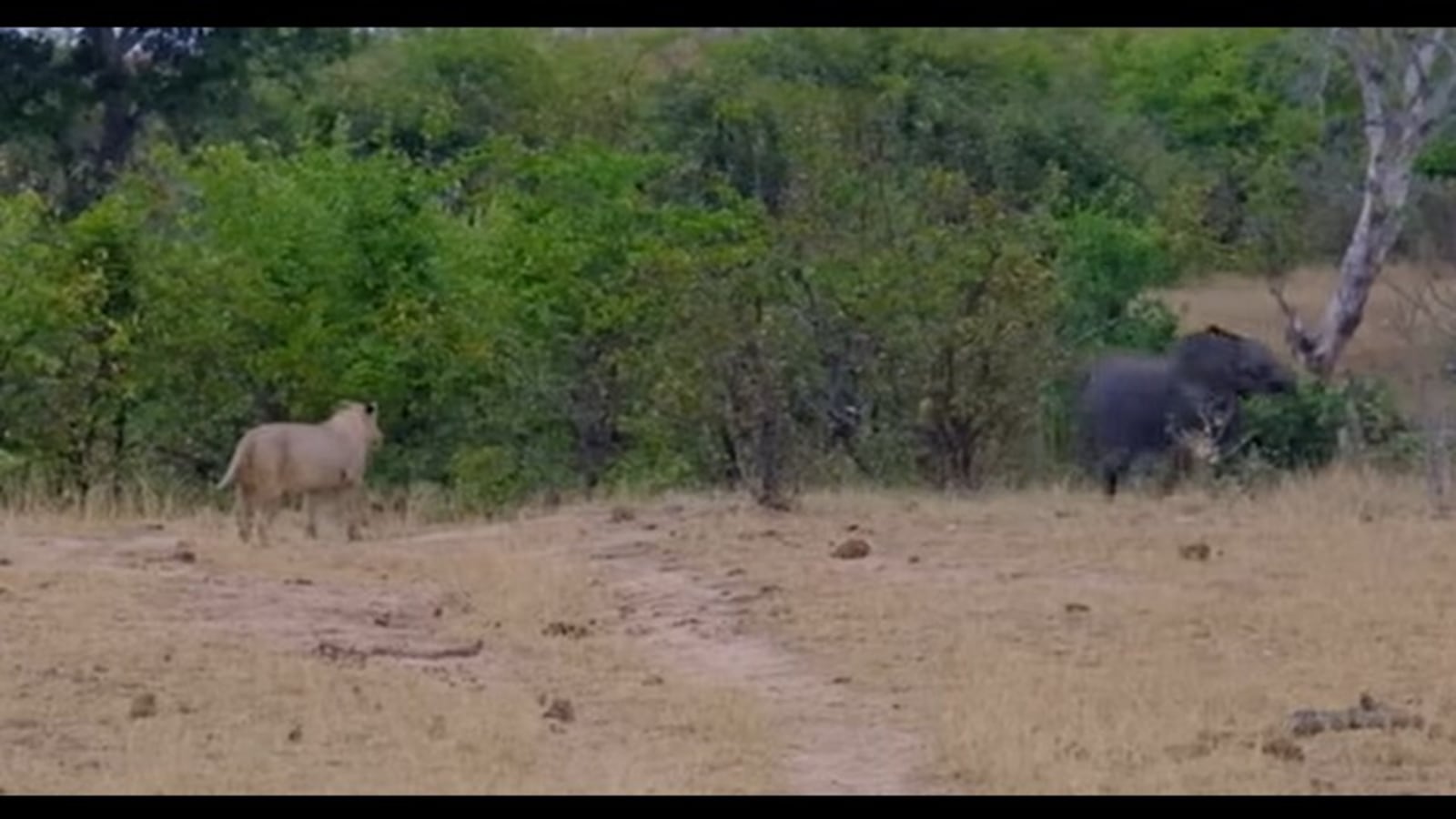 Lions try to hunt lost baby elephant. Watch bone-chilling video