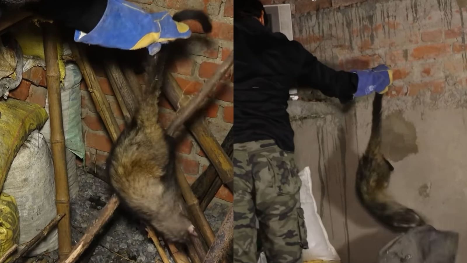 Man rescues civet from a home, releases it into the wild. Watch