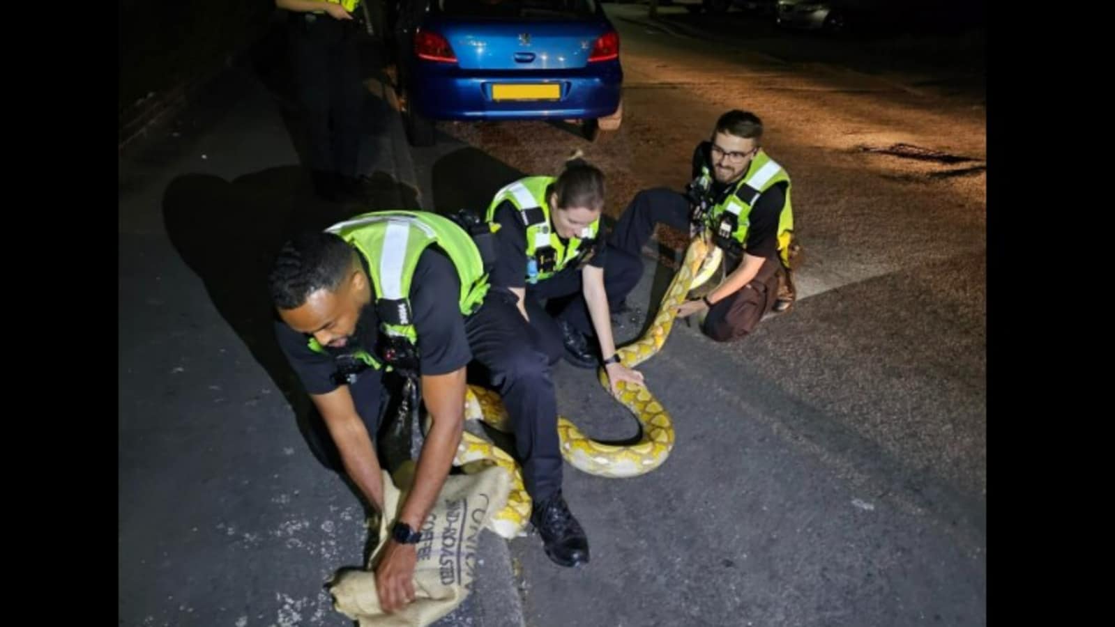 Massive 12-foot python roaming on the road caught by UK Police