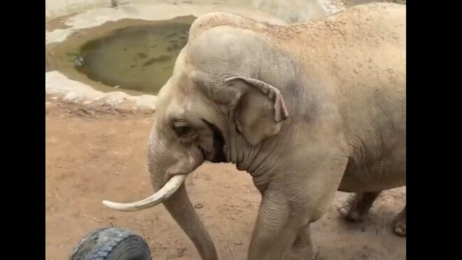 Old video of an elephant giving a shoe back to a baby is viral again. Watch