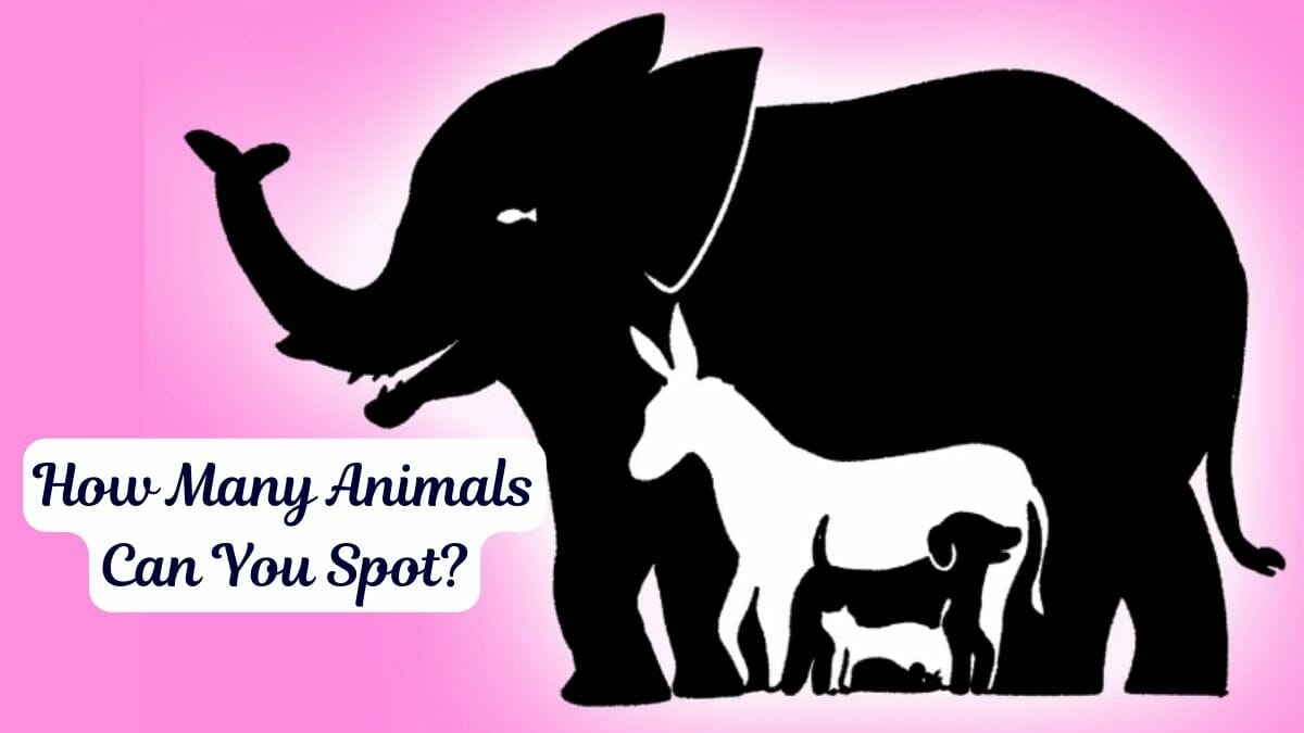 How many Animals can you spot in Picture within 10 secs?