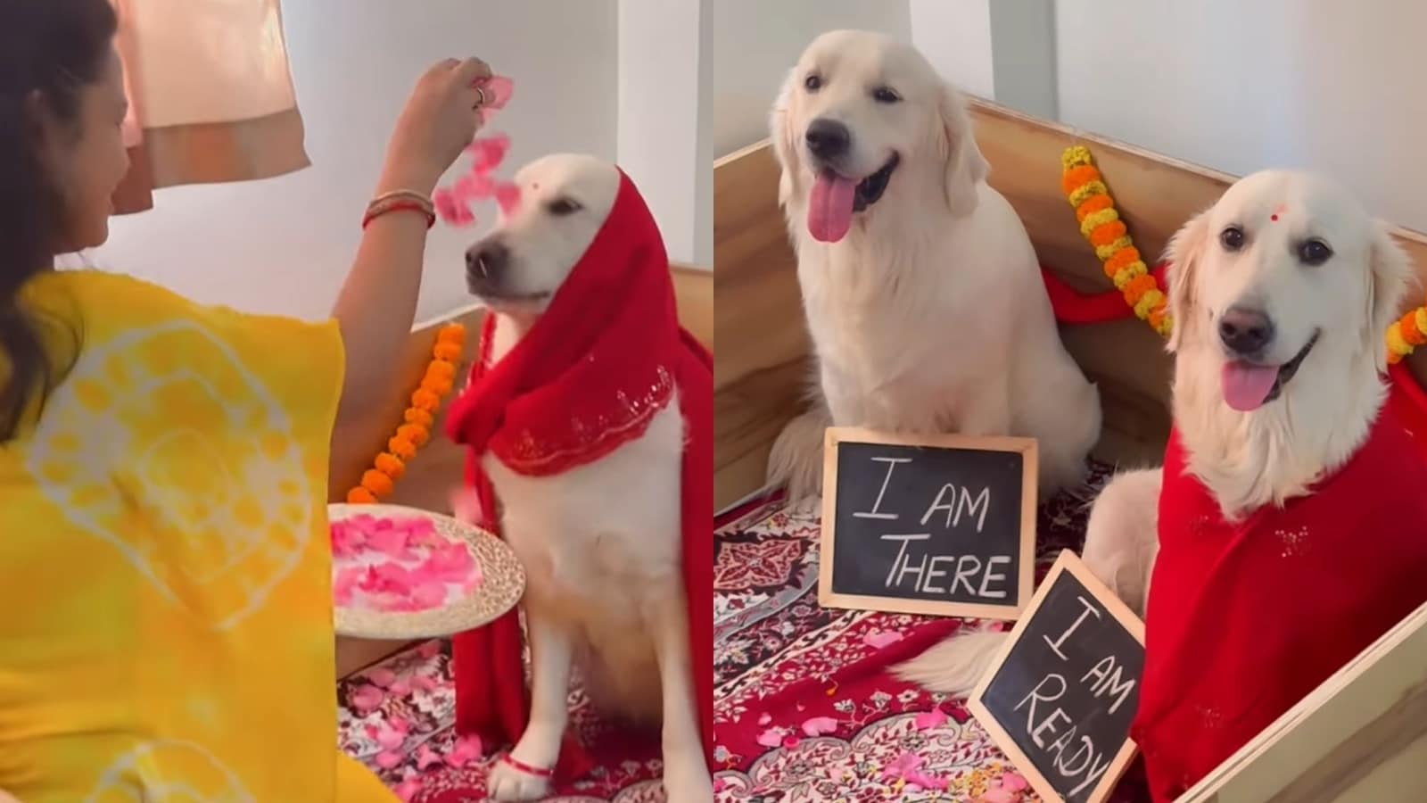 Pet parent throws baby shower for Golden Retriever dog. Watch