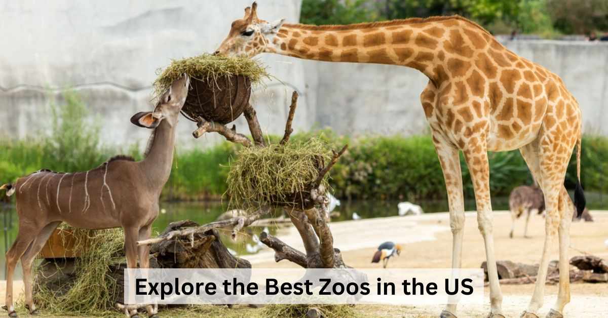 Best Zoos In The US