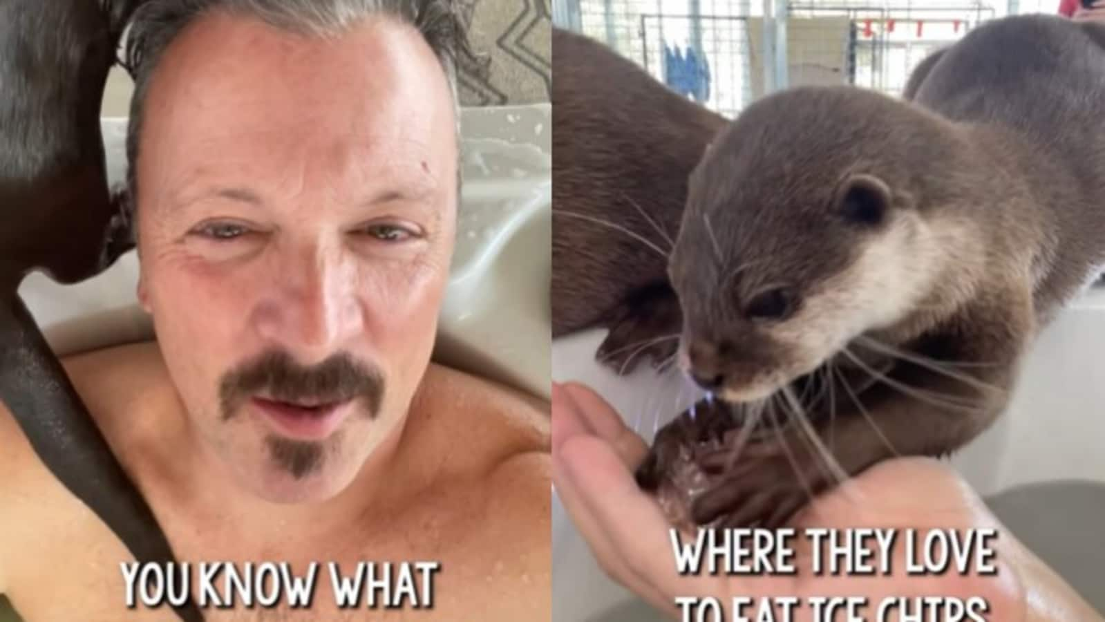 US man bathing with otters in a tub divides the Internet. Watch