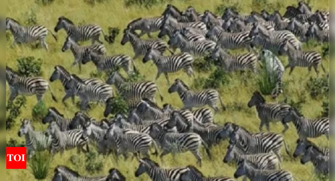 Optical Illusion: Only those with sharp eyes can spot the tiger hiding among the zebras within 10 seconds |