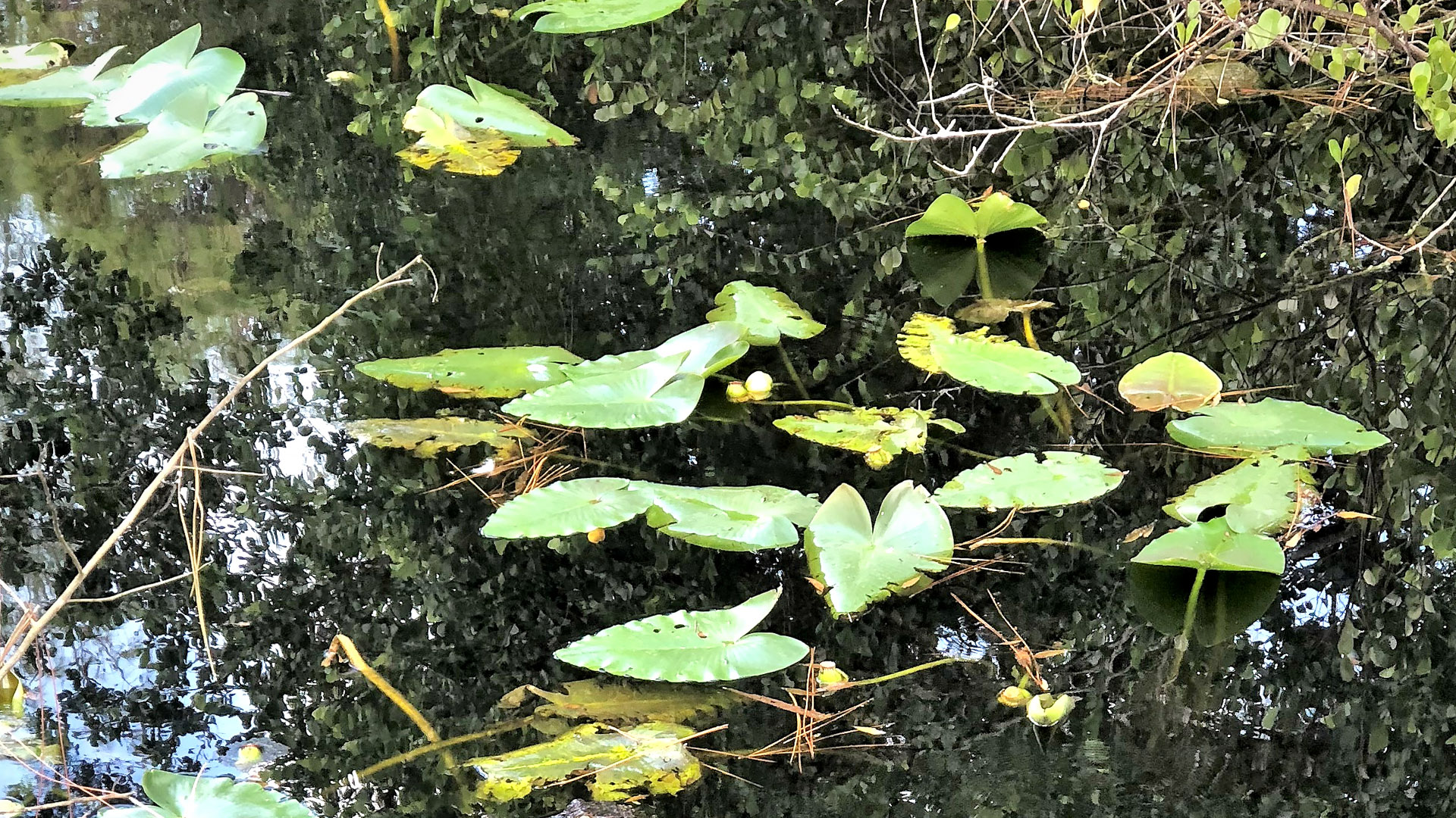 You have the eyes of a hawk if you can see a hidden alligator lurking in a pond in under 5 seconds in real life illusion