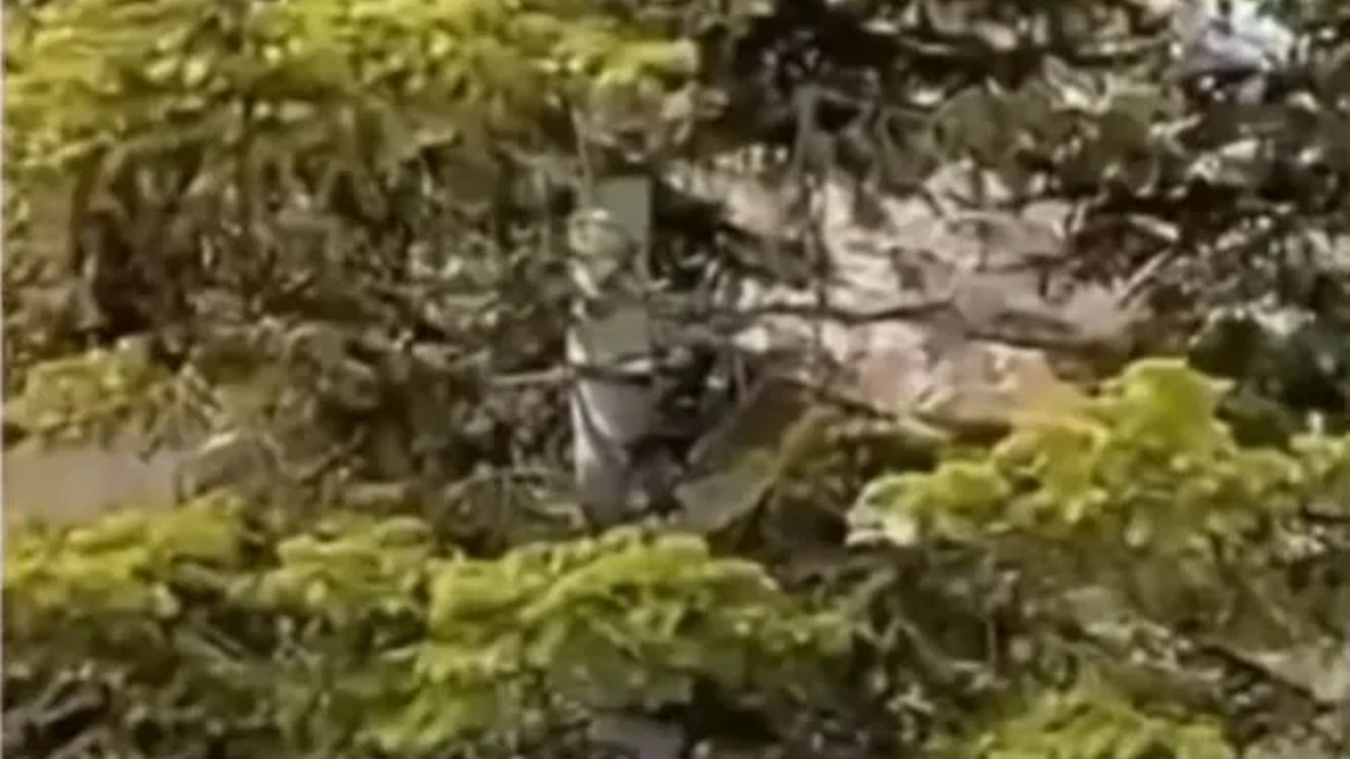 You have a high IQ if you can spot the hidden mountain lion lurking in a tree ready to pounce