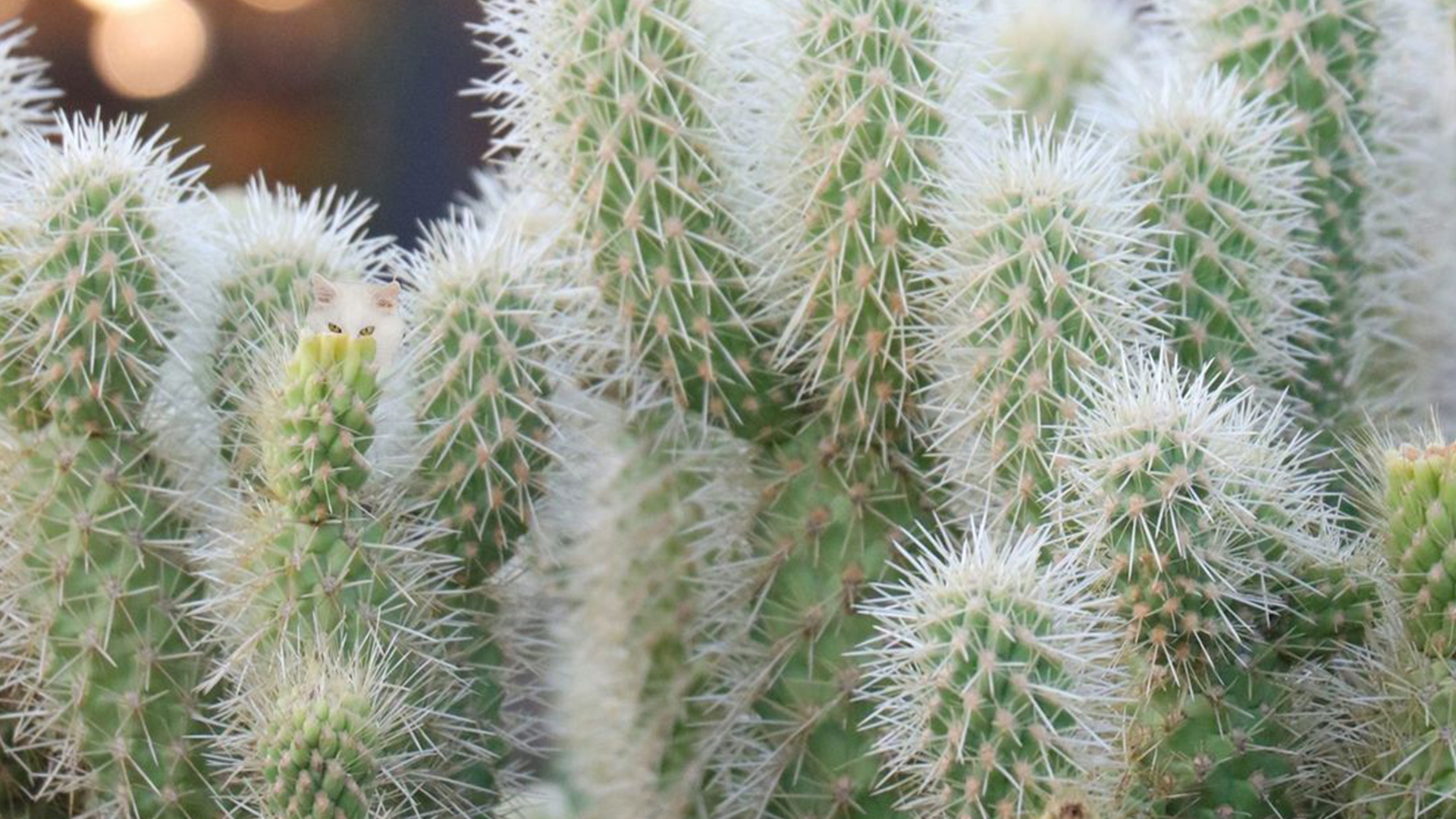 You have 20/20 vision if you can spot the cat hiding among the prickly cacti in under 20 seconds