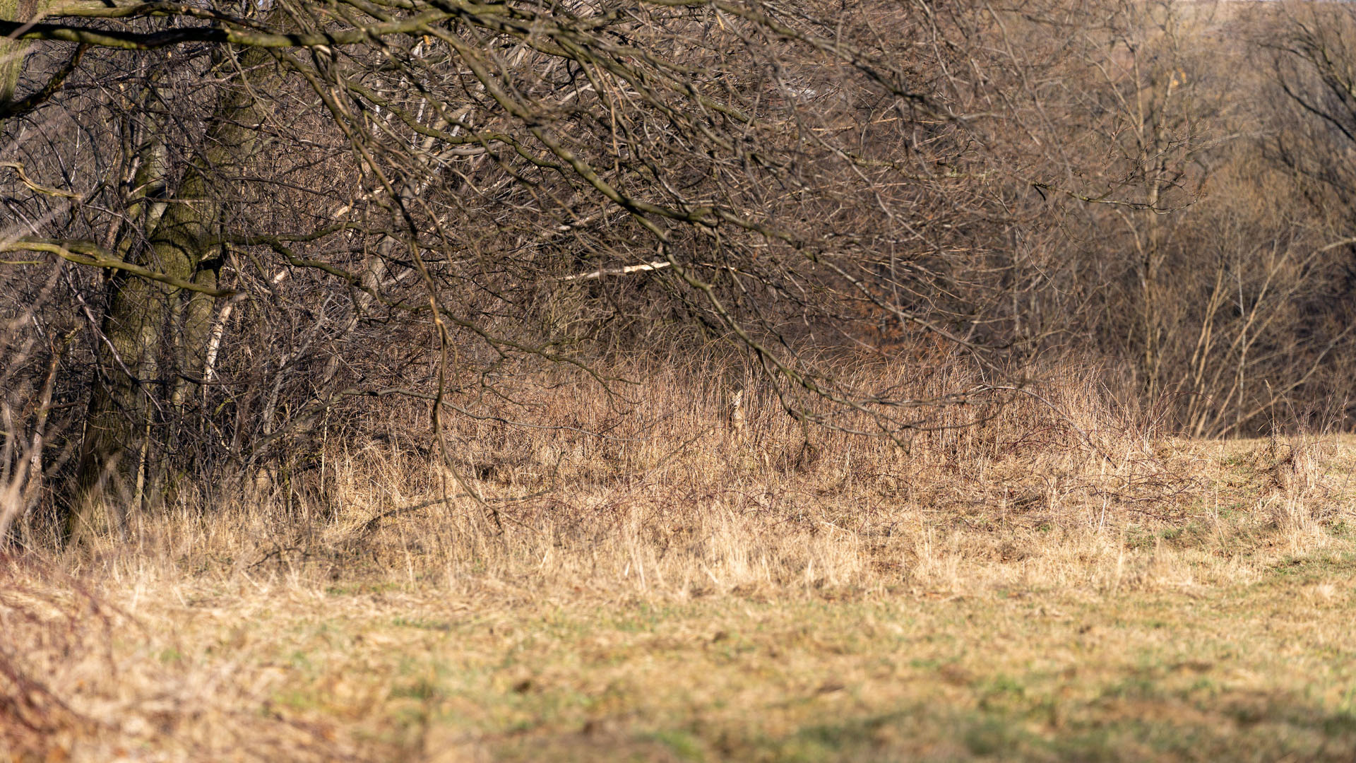 You have the eyes of a hawk if you can spot the roe deer hiding in a forest grove in 10 seconds in this optical illusion