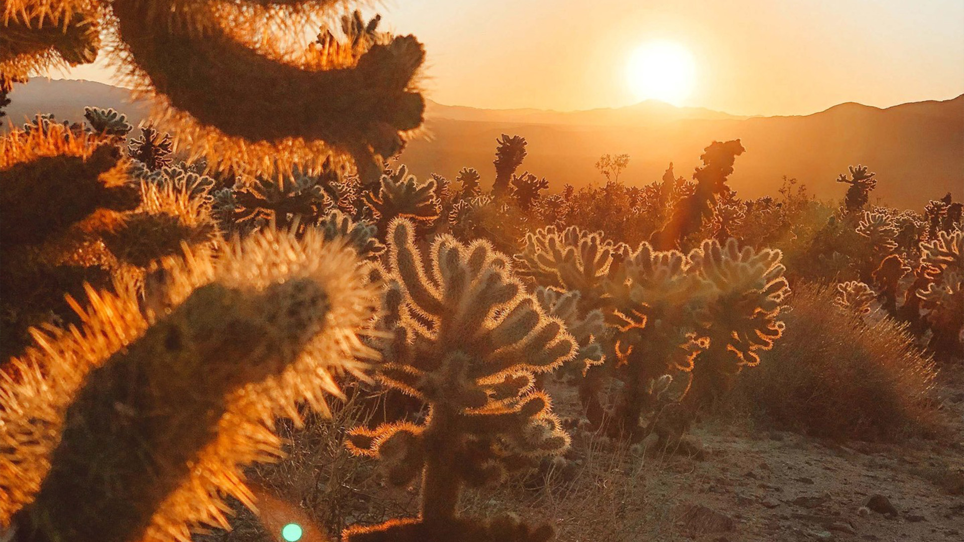 You have 20/20 vision if you can spot the cat hiding among the Arizona cacti in 15 seconds