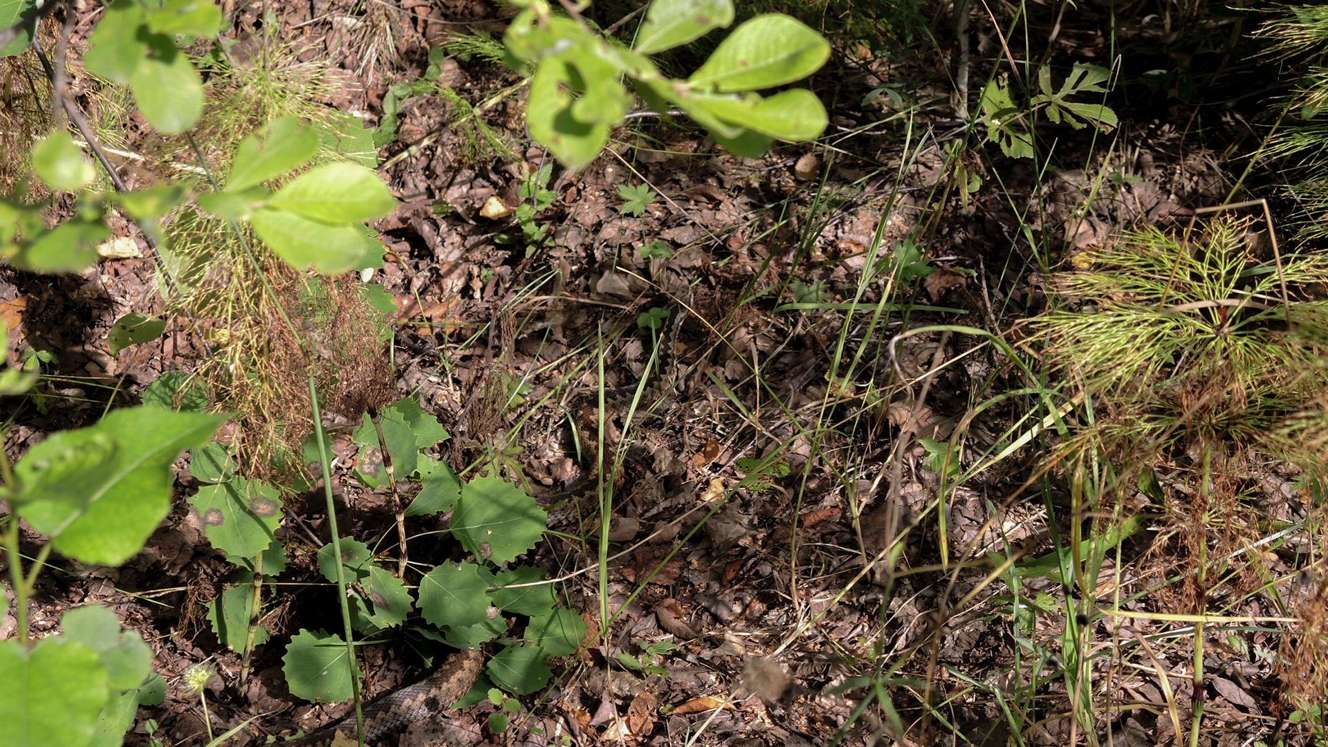 You have 20/20 vision if you can spot the snake slithering on the ground in under 9 seconds