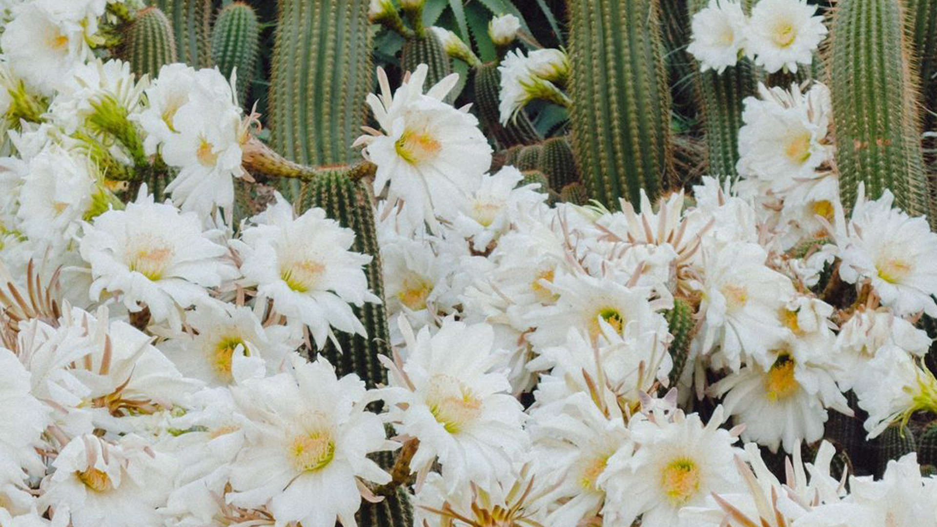 You're sharp as a tack if you can spot the cat hiding in the flowers in under 16 seconds