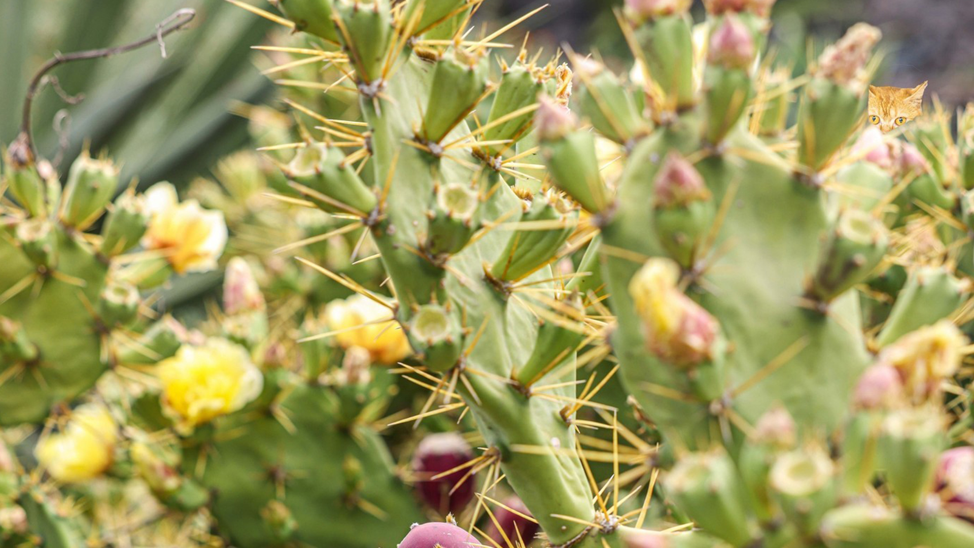 You have 20/20 vision if you can spot the cat hiding among the cacti in under 15 seconds