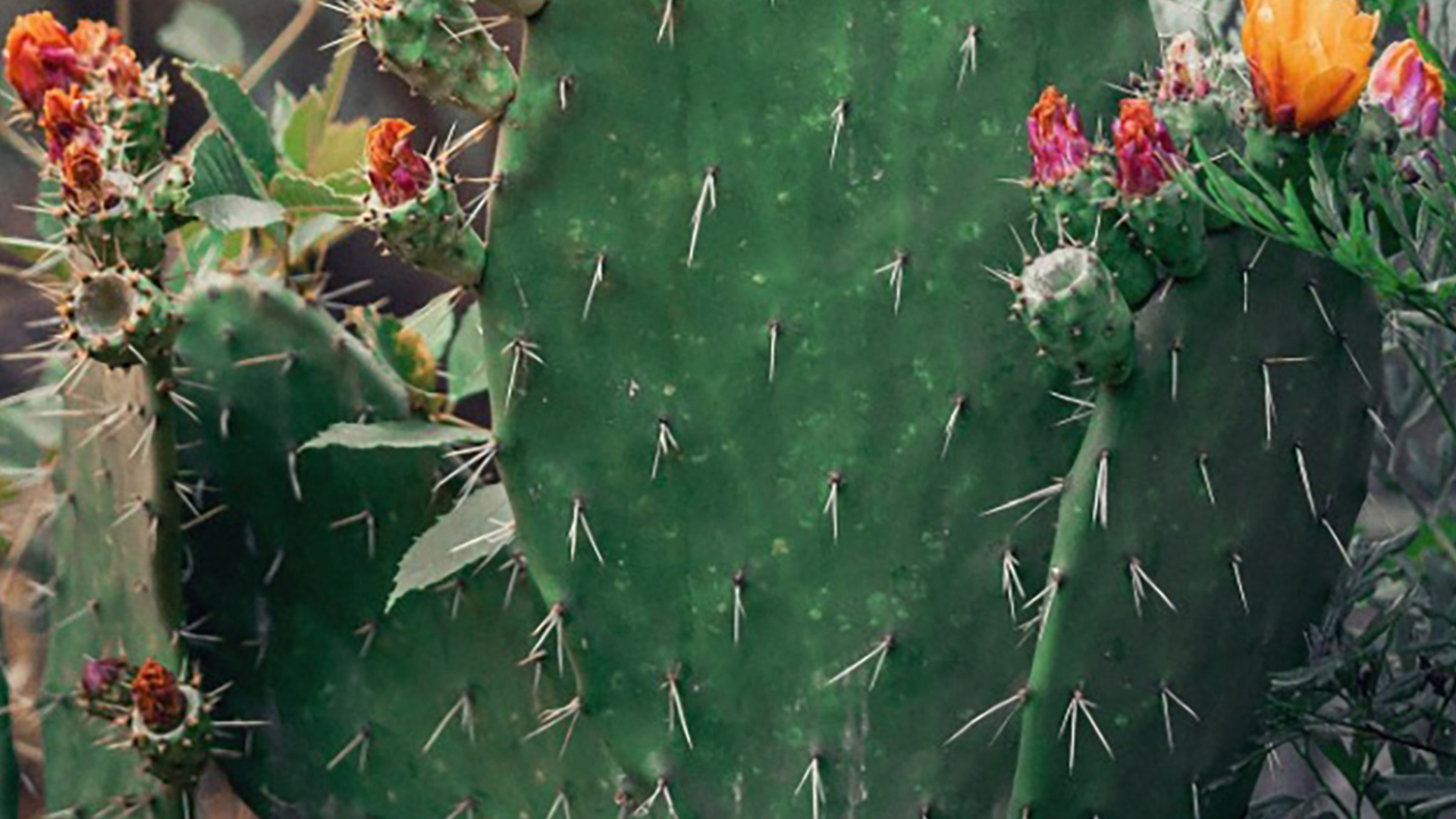 You're in the top 10% if you can find the cat hidden in the photo of a flowering cactus in under 15 seconds