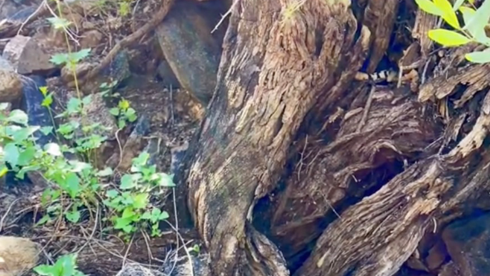 You have 20/20 vision if you can spot the snake hidden in the forest in less than 16 seconds