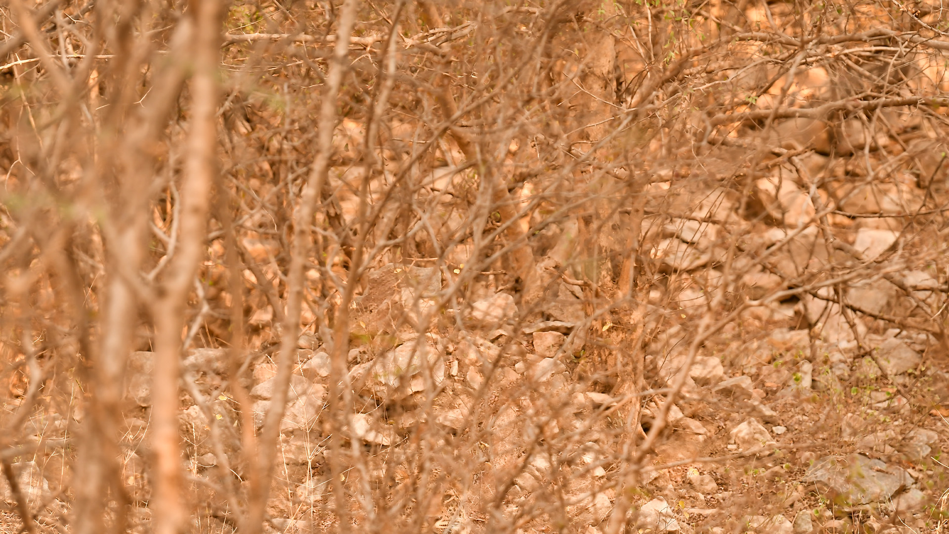 You have the eyes of a hawk if you can see the leopard hidden in this wild optical illusion in under 10 seconds