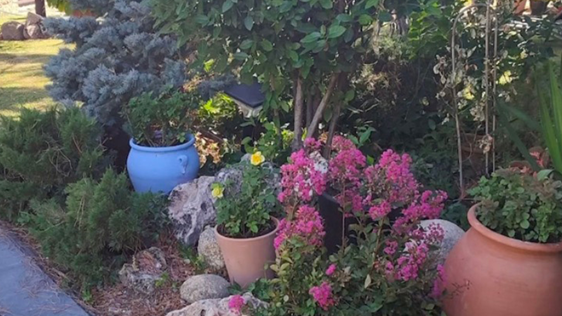 You have 20/20 vision if you can spot the hidden cat among the plant pots in less than seven seconds