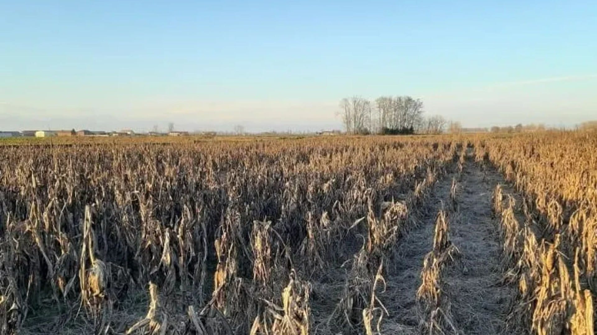 You have 20/20 vision if you can spot the sneaky dog hiding in the cornfield in just 23 seconds