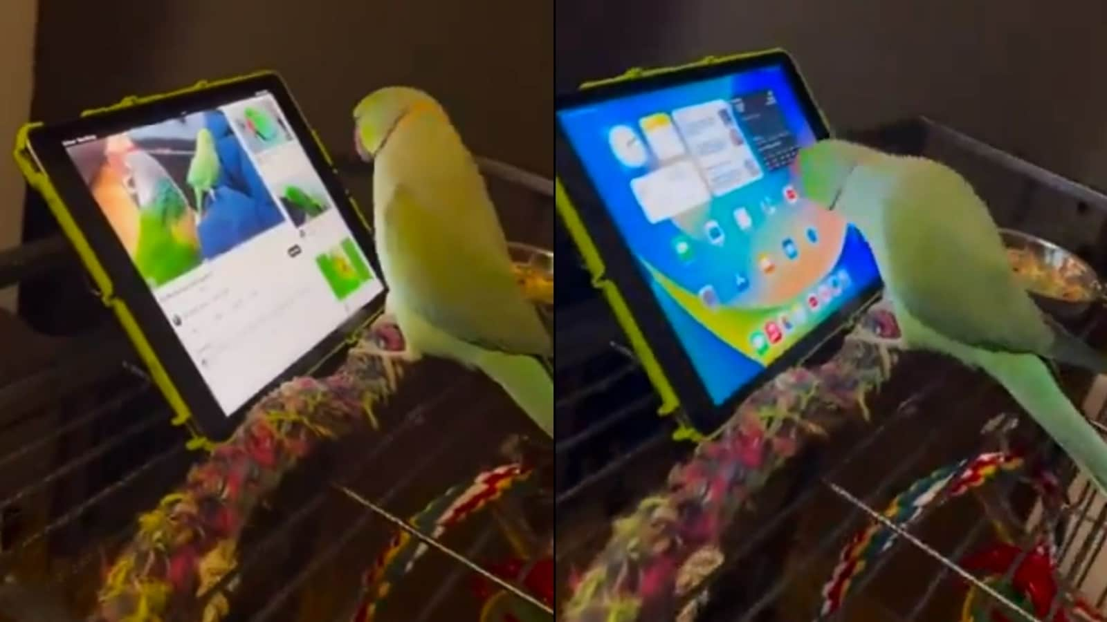 Anand Mahindra uses a parrot’s clip to raise concerns about excessive screen time