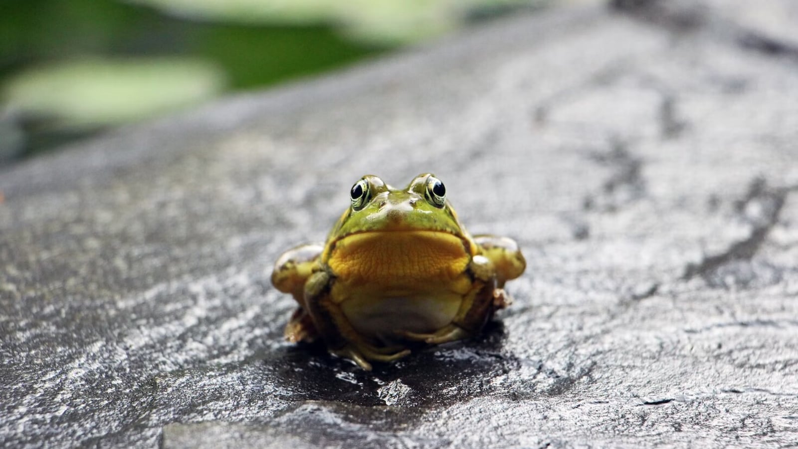 Australian woman claims to find frog inside spinach bag, supermarket responds