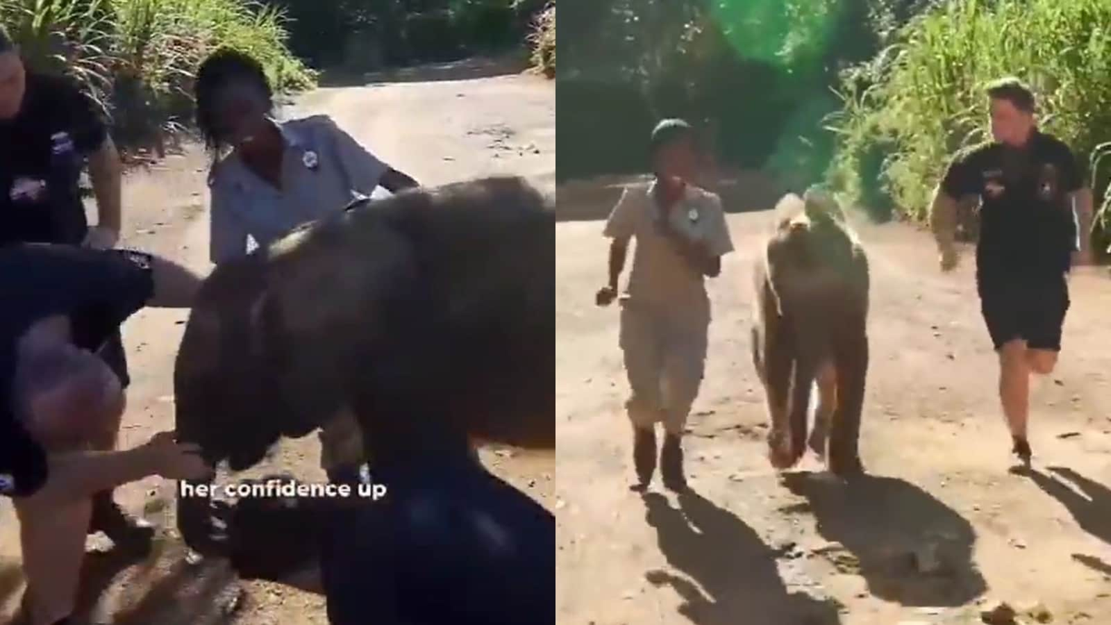 Baby elephant loses balance on morning run with her keepers. Watch