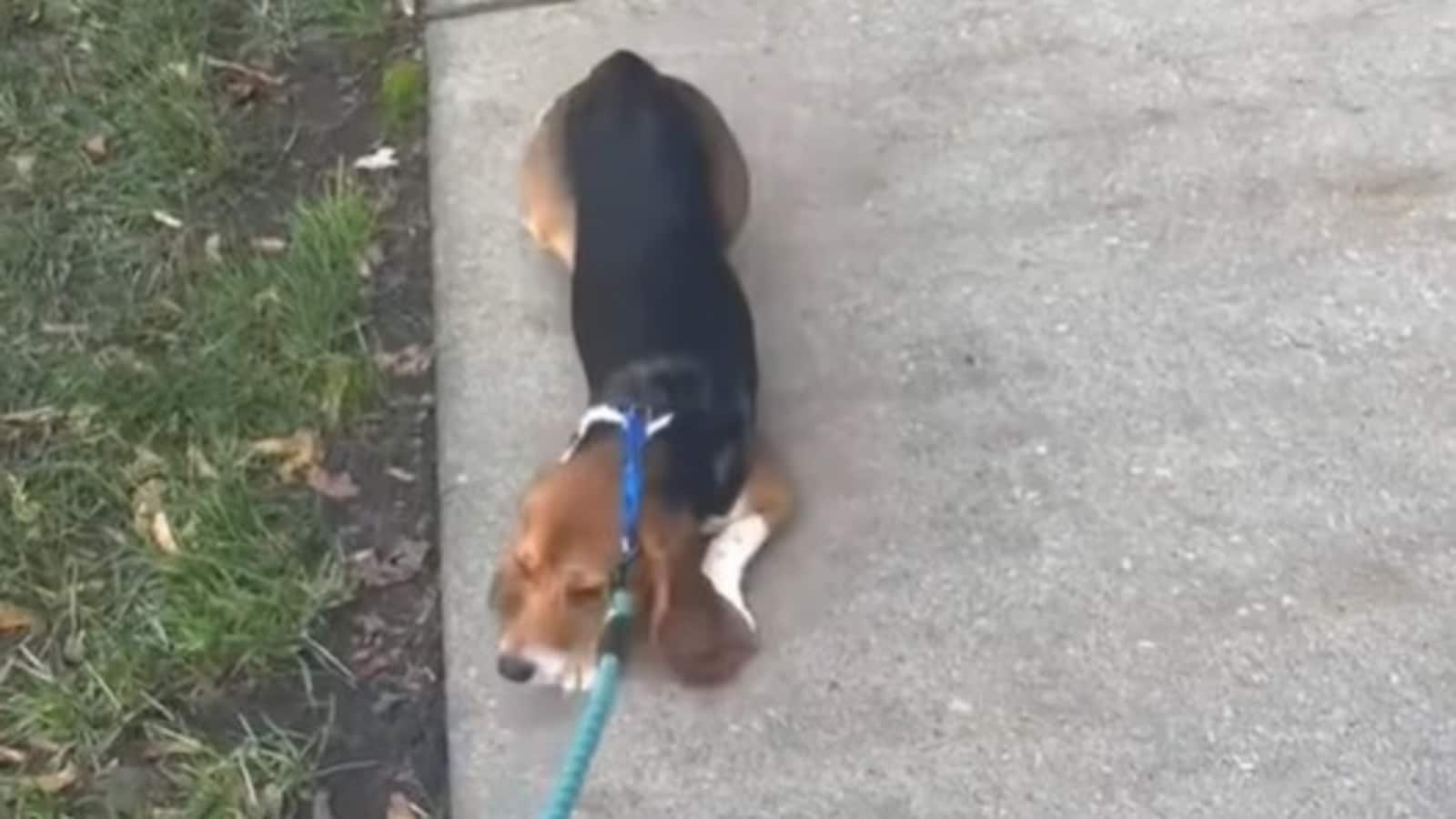 Beagle goes for her first walk after being rescued from lab. Watch heartening video