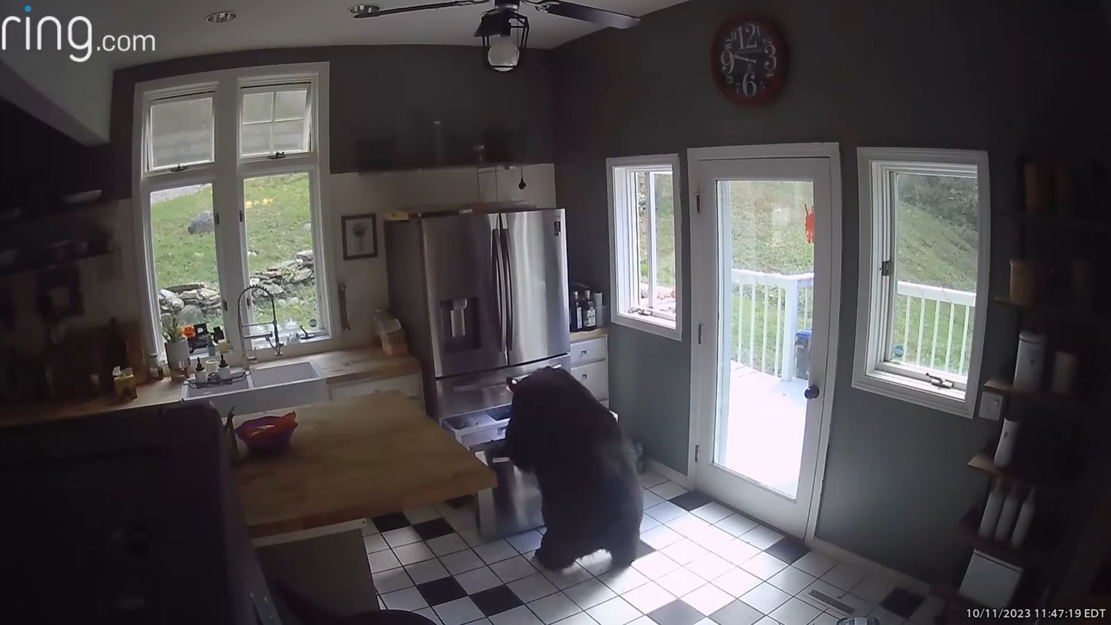 Bear barges into US home, steals frozen lasagna from fridge. Watch