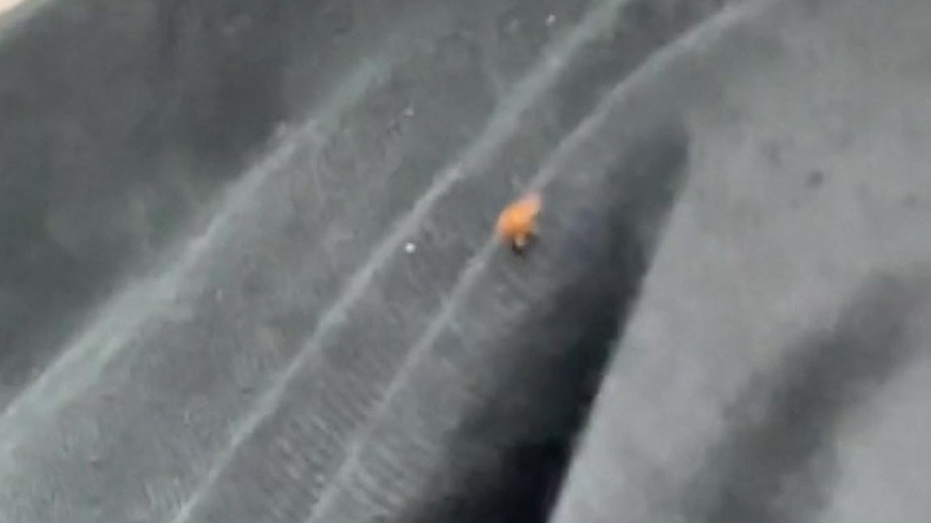 Bedbugs invade London Underground as skin-crawling clip shows critters jumping on woman’s leg