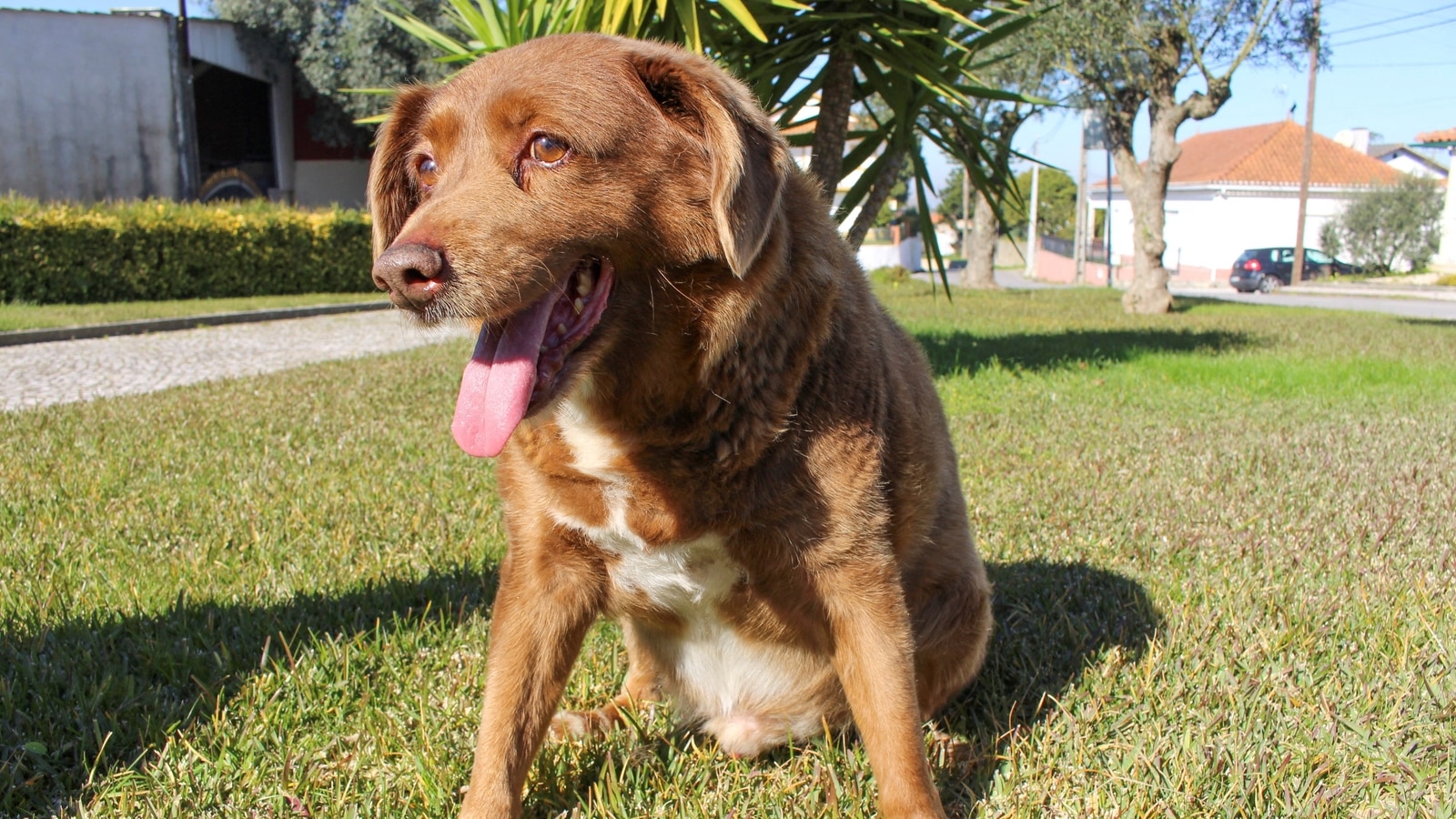 Bobi, world's oldest dog, dies in Portugal aged 31