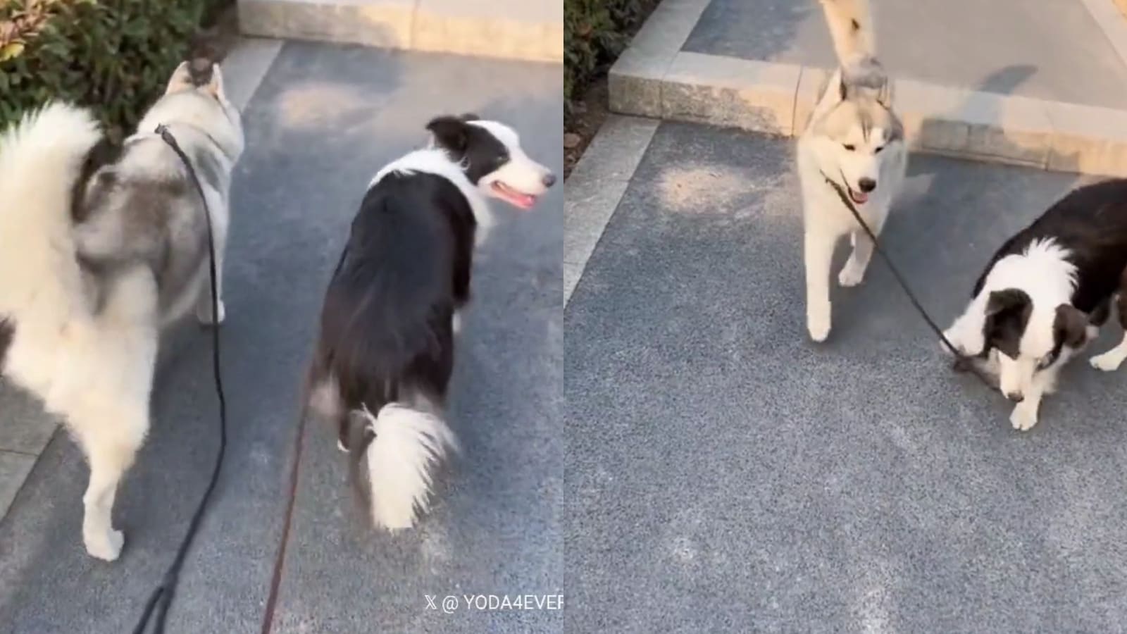 Border Collie saves the day by bringing Husky back to pet parent