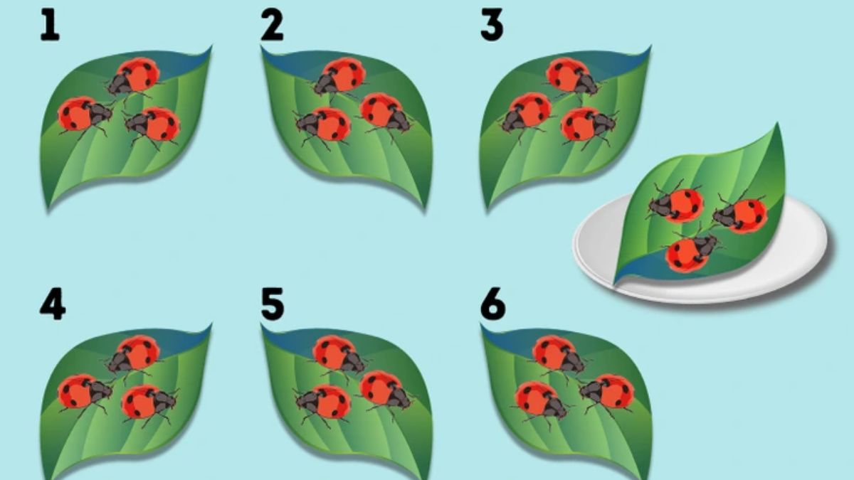 Can You Spot the Identical Leaves in the Picture within 15 secs?