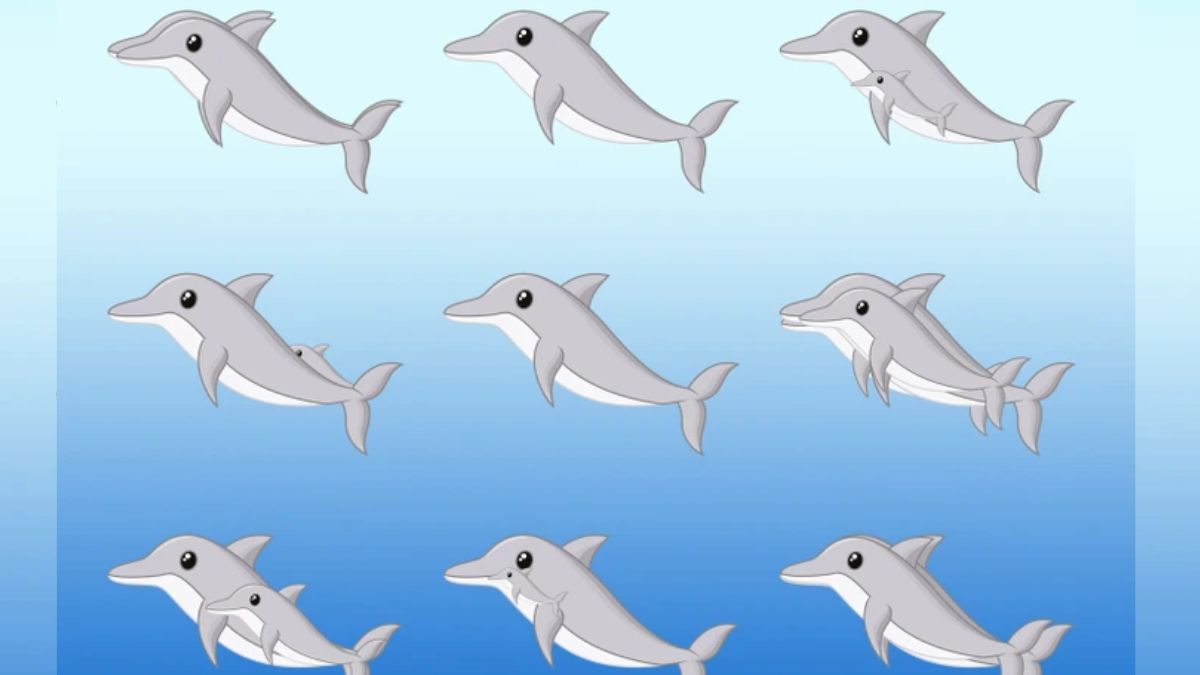 How Many Dolphins Can You Spot In the Picture Within 11 secs?