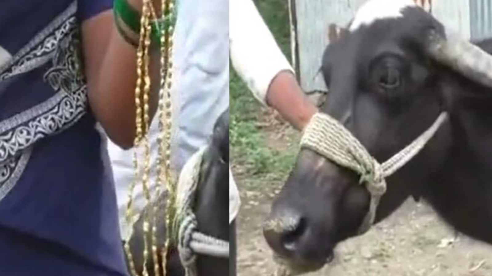 Buffalo swallows gold mangalsutra worth ₹1.5 lakh in Maharashtra