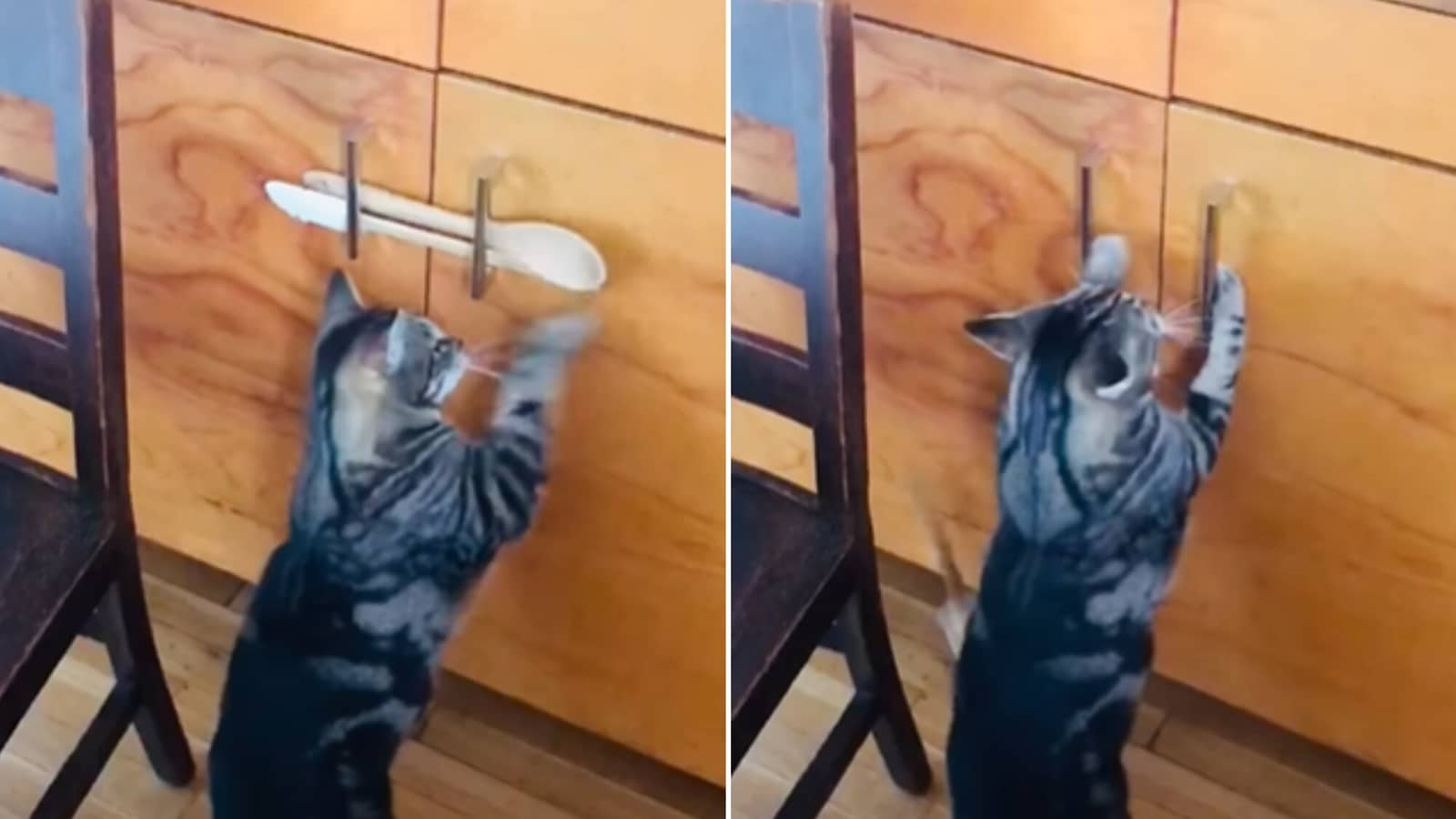 Cat destroys human’s feeble attempt to keep it from opening cabinet