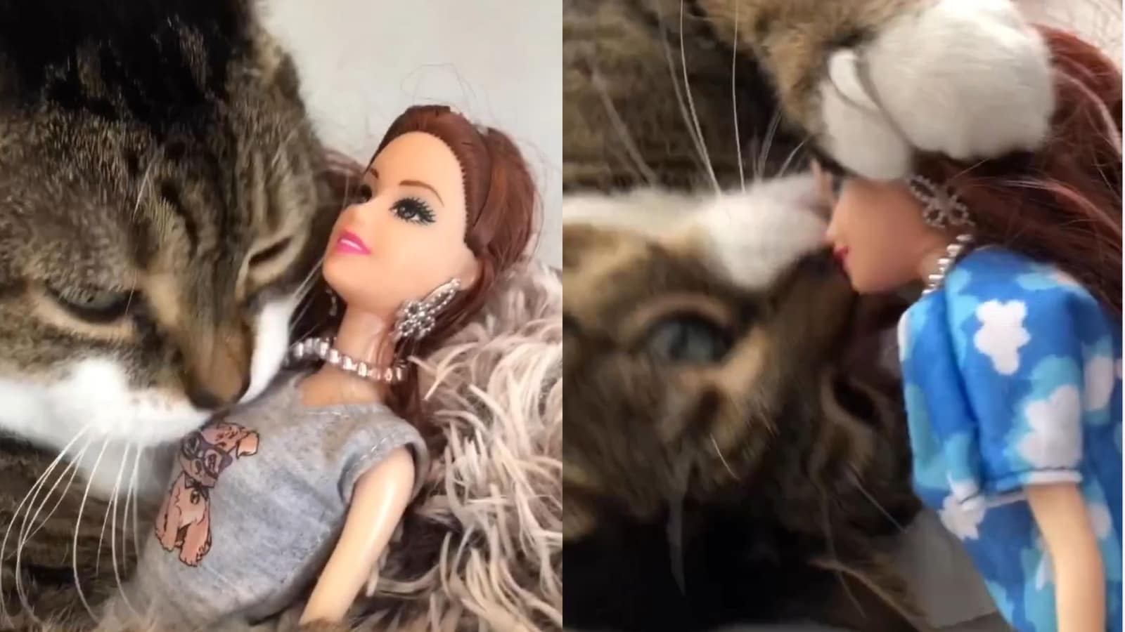 Cat showers love on Barbie dolls, cute video goes viral