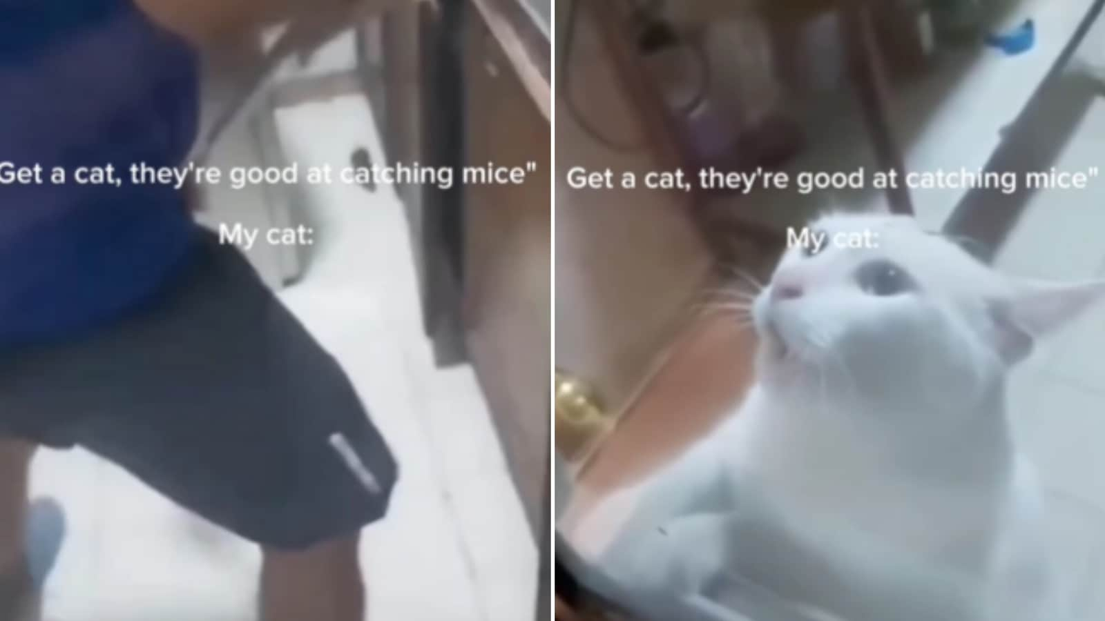 Cat that ‘lied on its resume’ leaves human to chase out mouse