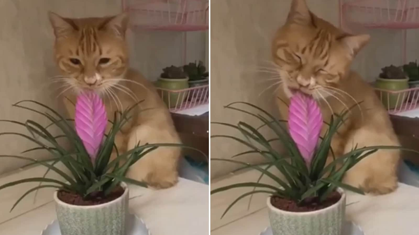 Cat trying to eat plant pretends to yawn as it gets caught. Watch