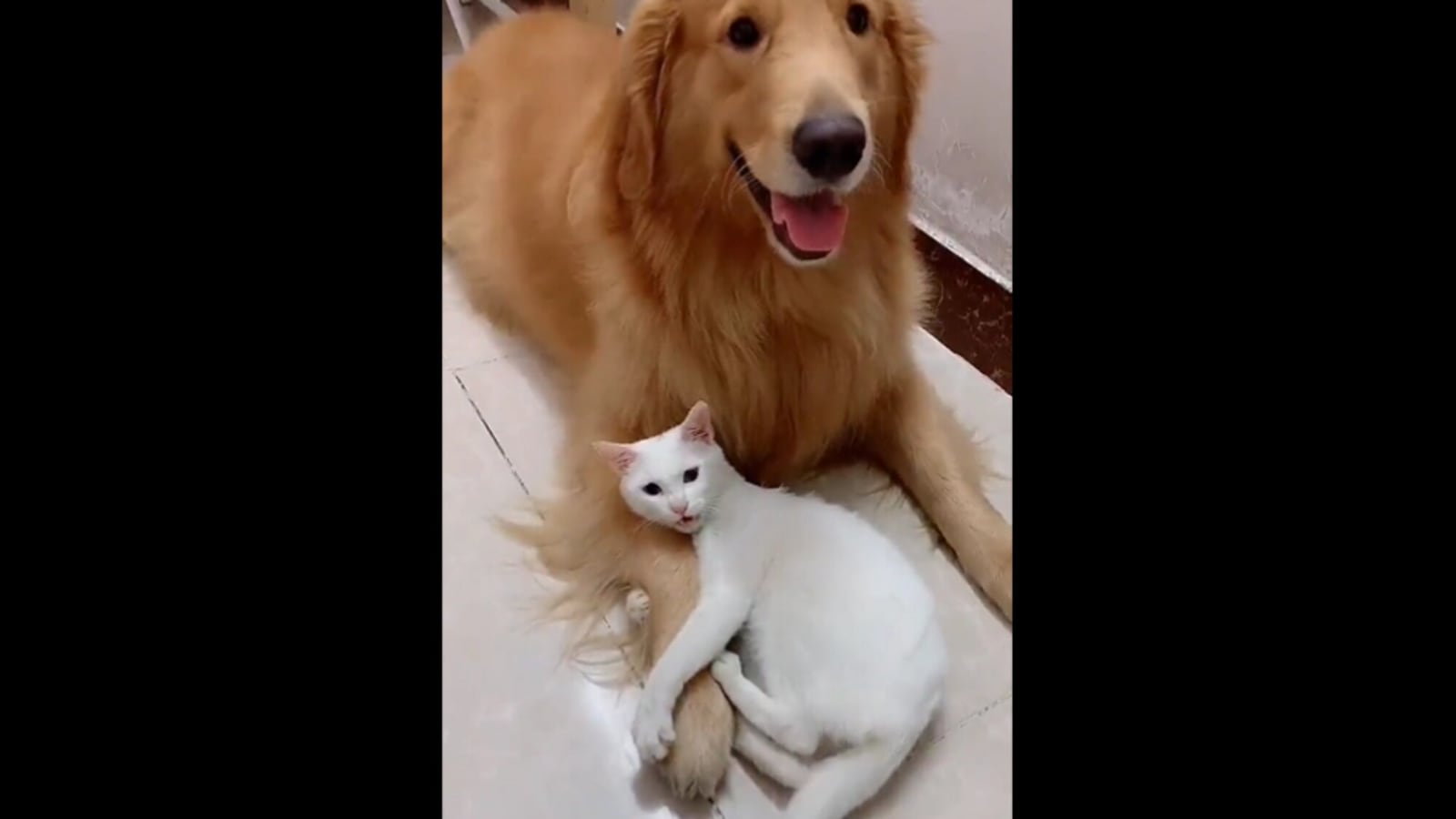 Cat won’t let anyone touch its dog friend, keeps hugging pooch